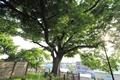 포동 느티나무 썸네일 이미지