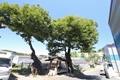 500년 동안 도리재 마을을 지키고 있는 금이동 느티나무 5-1 썸네일 이미지