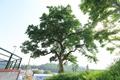 우리나라의 전형적인 느티나무 수형을 유지하고 있는 금이동 느티나무 썸네일 이미지