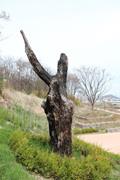 오이도선사유적공원 당산나무 썸네일 이미지